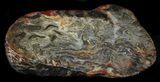 Jurassic Aged Osmunda Petrified Wood - Australia #34056-1